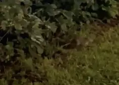VIDEO: sieviete pusnaktī pie operas Rīgā kļūst par aculiecinieci diezgan baisai ainiņai