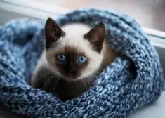 Laime uzsmaidīs, kad to vismazāk gaidīsi - horoskops visām zodiaka zīmēm no 10.11. līdz 16.11.