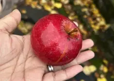 Ēdot nemazgātus augļus un dārzeņus, var saslimt ar žurku slimību, brīdina SPKC