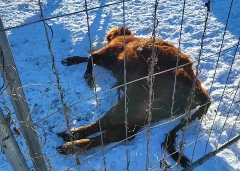 PVD Tabores pagastā izņem 95 liellopus