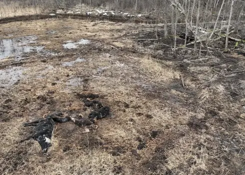 Kāds skats paveras Dunduru pļavās, kas šokēja sabiedrību; 12.03.2026.