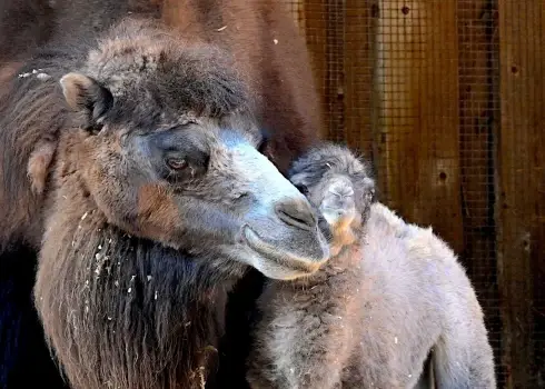 Rīgas zooloģiskajā dārzā piedzimis kamieļa mazulis
