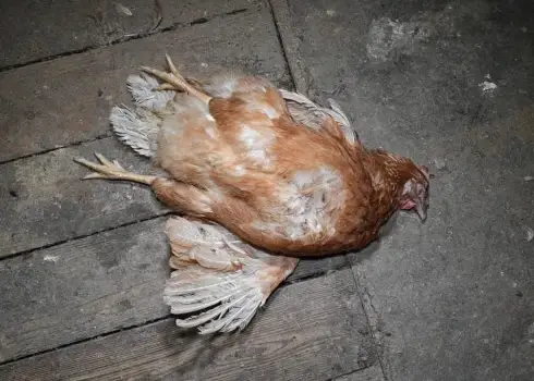 Slepeni uzņemti kadri putnu fermā Alūksnes pusē