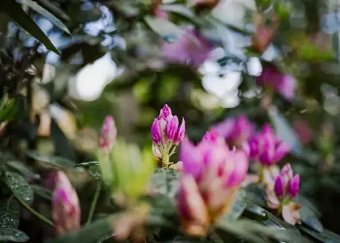  Rododendru ziedēšanas svētku koncerts