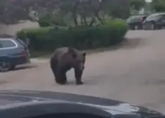 VIDEO: Jēkabpils pilsētā ieklīdis lācis; iedzīvotājiem izplatīts brīdinājums